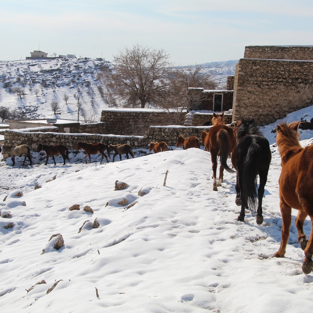 Yılkı atları fotoğrafçıların gözdesi oldu