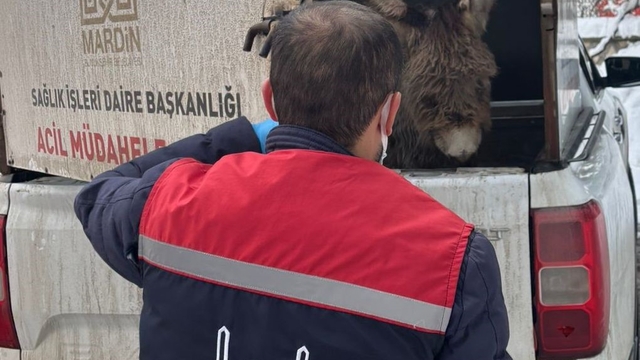 Mazıdağı Belediyesinin "sahip çıkıldı" dediği sıpa sokağa terk edildi