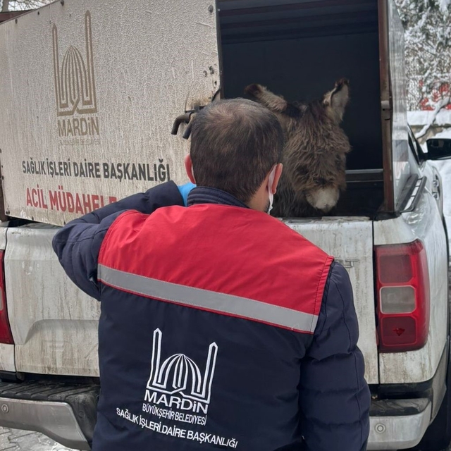 Mazıdağı Belediyesinin "sahip çıkıldı" dediği sıpa sokağa terk edildi