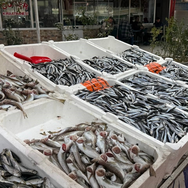 Hamsi yeniden tezgahlarda, 200 liradan alıcı buluyor