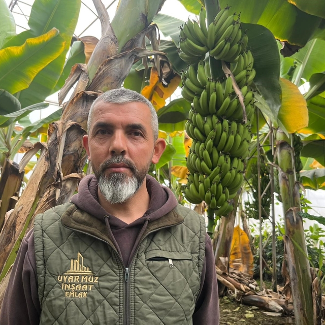 Alanya, Türkiye'nin muz ihtiyacının yüzde 40'ını karşılıyor