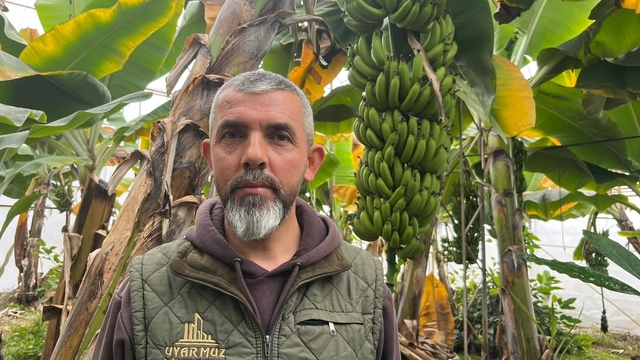 Alanya, Türkiye'nin muz ihtiyacının yüzde 40'ını karşılıyor