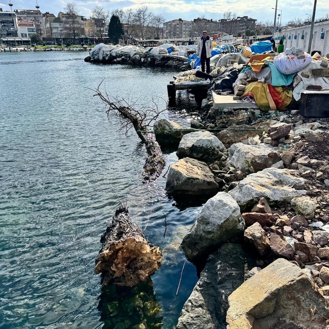 Marmara Denizi'nde feribot trafiği için tehlike oluşturan yüzen ağaç kıyıya...