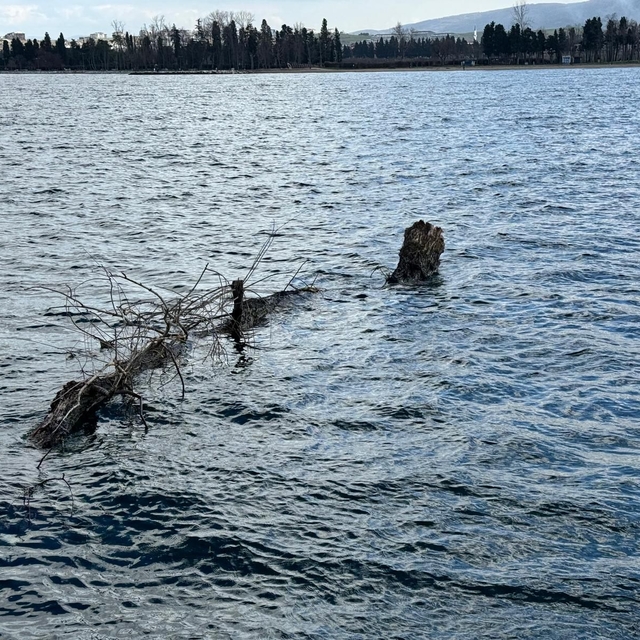 Yalova'da denizdeki ağaç gövdesi ekiplerce kıyıya çıkartıldı