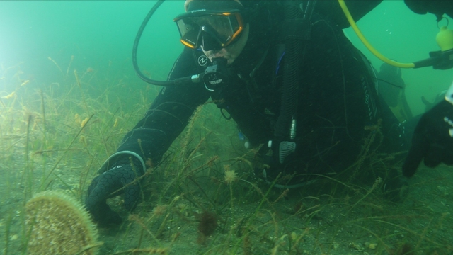 Belediye başkanı dalış yaptı, su altından müjdeyle çıktı
İzmit Körfezi'nde deniz çayırı ve pinaların görülmesi sevinçle karşılandı