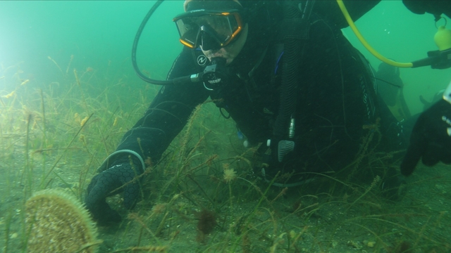 İzmit Körfezi'nin girişi noktası Eskihisar'da deniz canlısı pinalar görüntülendi