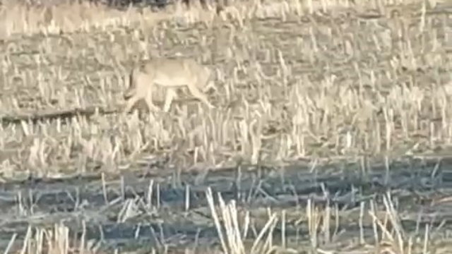 Aç kalan kurtlar yerleşim merkezine indi