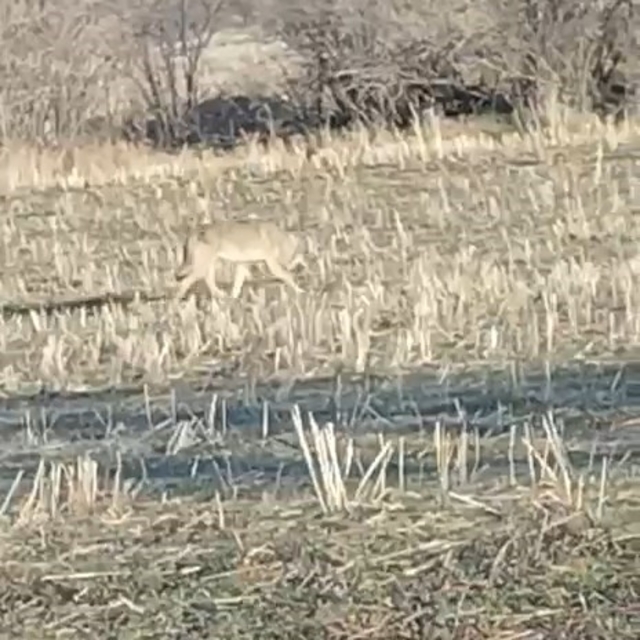 Aç kalan kurtlar yerleşim merkezine indi