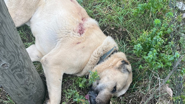 Kangal köpeği tüfekle vurularak öldürüldü: 1 gözaltı
