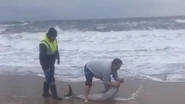 Ayvalık'ta karaya vuran yunusu vatandaşlar kurtardı