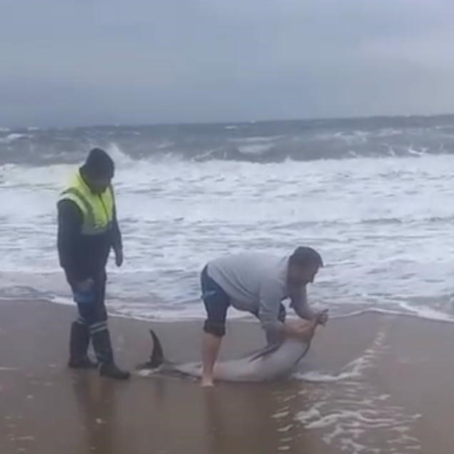 Ayvalık'ta karaya vuran yunusu vatandaşlar kurtardı