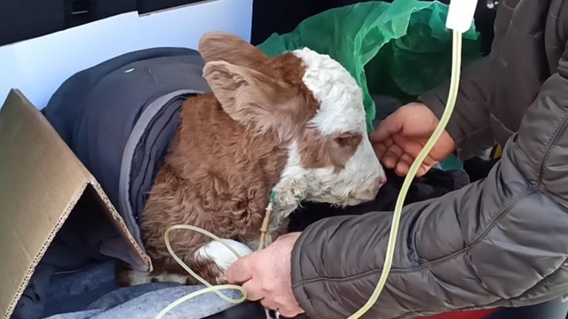 Buzağıya otomobilin bagajında serum tedavisi