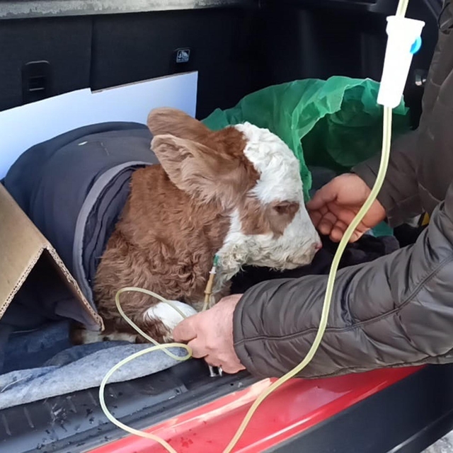Buzağıya otomobilin bagajında serum tedavisi