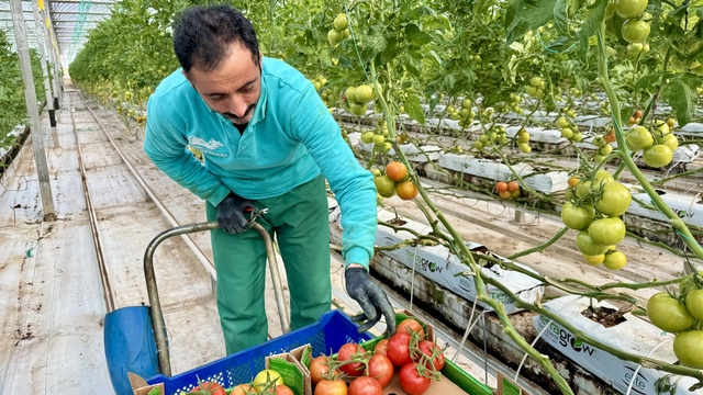 Ağrı'da, jeotermal serada üretilen ürünler Avrupa pazarına açılıyor