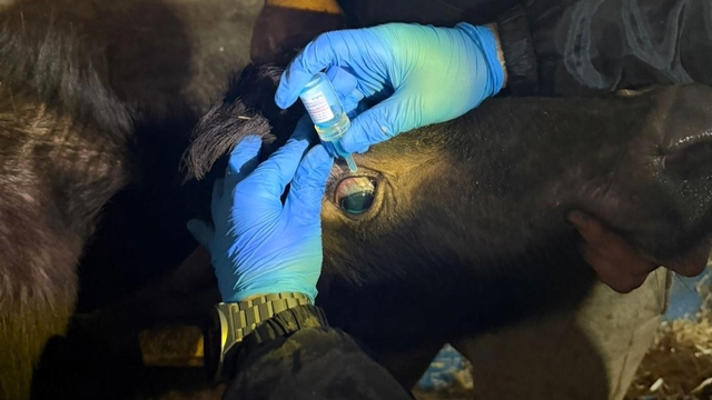 Vize'de büyükbaş hayvanların aşılanması çalışmaları devam ediyor