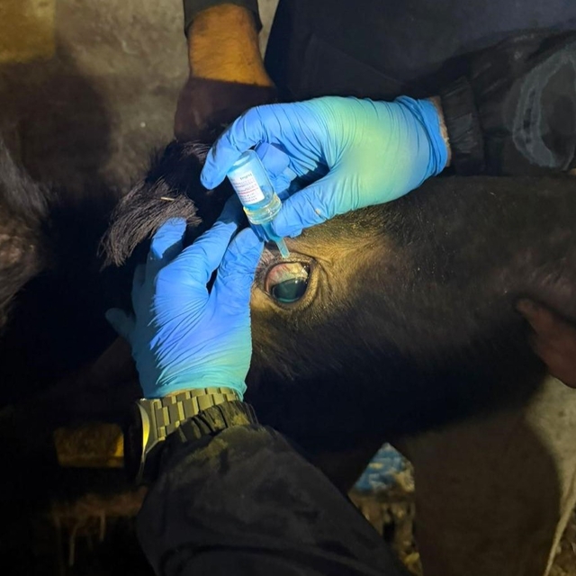 Vize'de büyükbaş hayvanların aşılanması çalışmaları devam ediyor