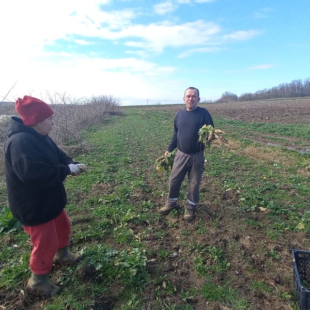 Toprağa emek, çocuklara gelecek: Karı-koca dört mevsim tarlada çalışıyor