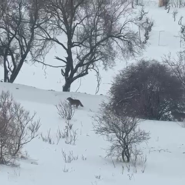 Gercüş'te aç kalan kurtlar, şehir merkezine indi