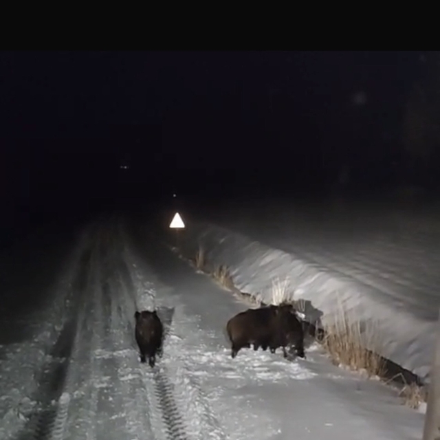 Diyarbakır'da aç kalan kurt ve domuz sürüsü yerleşim yerine indi