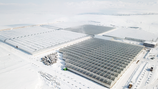 Ağrı'da dondurucu soğuklarda termal suyla ısıtılan seralarda her mevsim domates üretiliyor