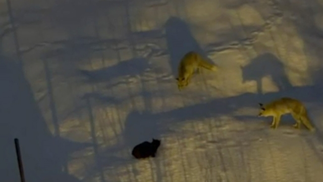 Hakkari'de iki tilki ve bir kedinin mücadelesi