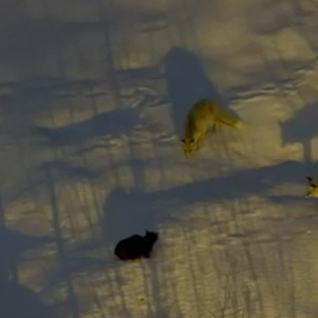 Hakkari'de iki tilki ve bir kedinin mücadelesi