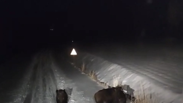 Diyarbakır'da aç kalan kurt ve domuz sürüsü yerleşim yerine indi