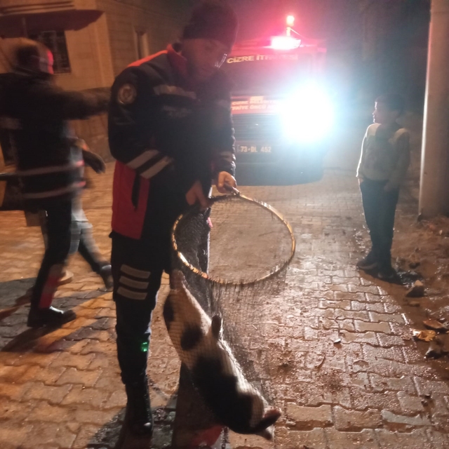 Cizre'de ayağı demir korkuluklara sıkışan kedi için itfaiye seferber oldu