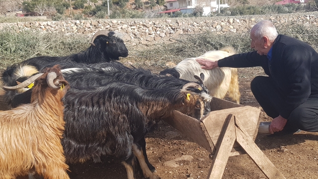 6 ŞUBAT DEPREMLERİNİN ÜÇÜNCÜ YILI - Depremde  hayvanlarını kaybeden üretici, devlet desteğiyle yeniden sürü sahibi oldu