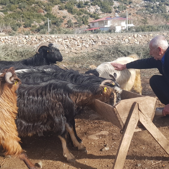 6 ŞUBAT DEPREMLERİNİN ÜÇÜNCÜ YILI - Depremde  hayvanlarını kaybeden üretici...
