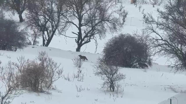Gercüş'te aç kalan kurtlar, yerleşim alanına indi