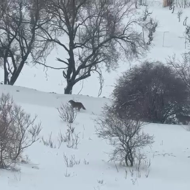 Gercüş'te aç kalan kurtlar, yerleşim alanına indi