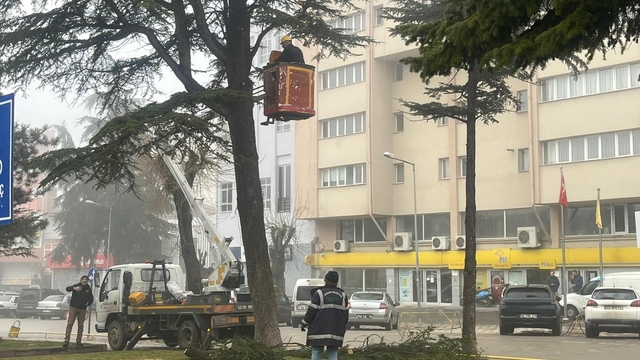 Şehir merkezinde riskli ağaçlara sepetli araçlı müdahale