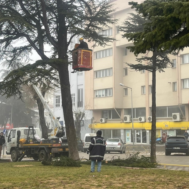 Şehir merkezinde riskli ağaçlara sepetli araçlı müdahale