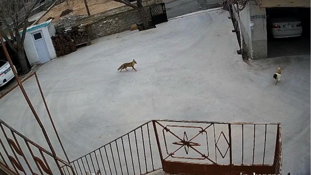 Nevşehir'de aç kalan tilki tavuklara saldırdı