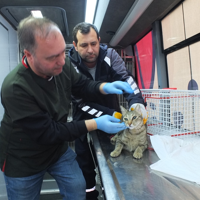Balıkesir de sokak hayvanlarına ücretsiz tedavi desteği