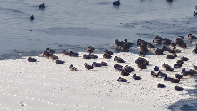 Sibirya soğukları yaban hayatını vurdu
Aşkale HES Göleti buz tuttu