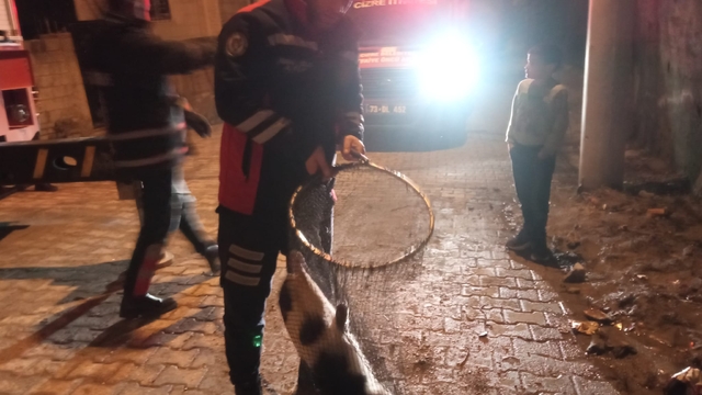 Şırnak'ta ayağı demir korkuluklara sıkışan kedi itfaiye ekiplerince kurtarıldı