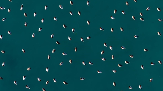 Elmabaş patka ördekleri Salda Gölü'nde havadan görüntülendi