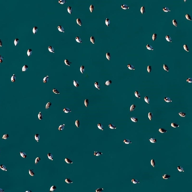 Elmabaş patka ördekleri Salda Gölü'nde havadan görüntülendi