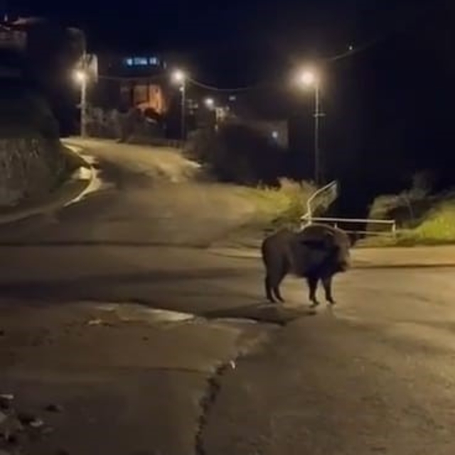 Yaban domuzları yerleşim alanında yiyecek aradı