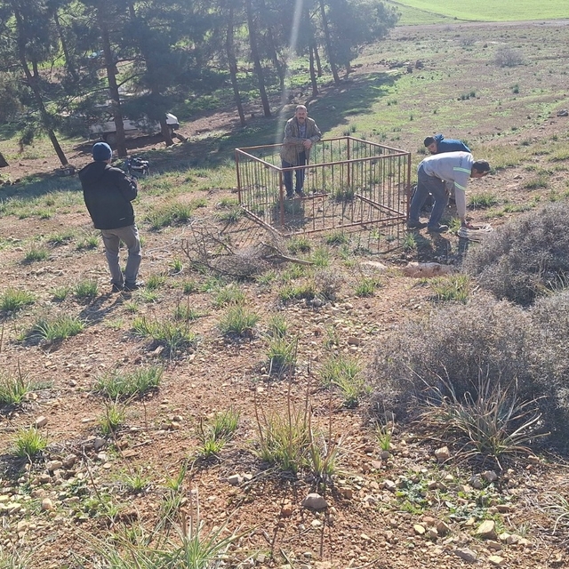 Dağ ceylanı, çizgili sırtlan ve kurt aynı habitatı paylaşıyor
