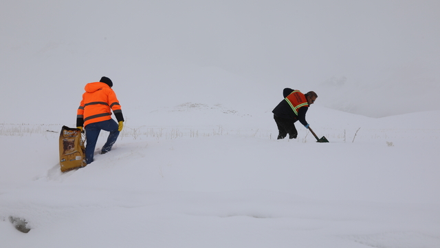 Başkale'de yaban hayvanları için doğaya yem bırakıldı