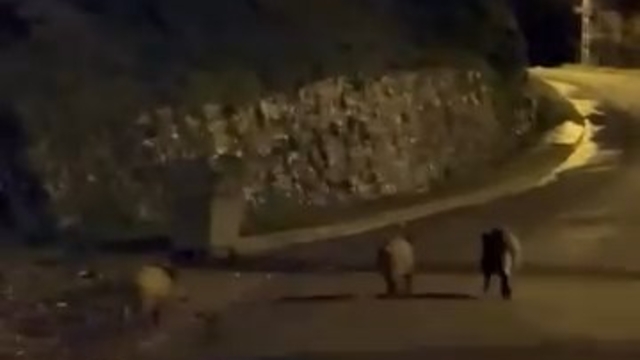 Zonguldak'ta aç kalan domuzlar şehre indi