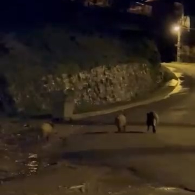 Zonguldak'ta aç kalan domuzlar şehre indi