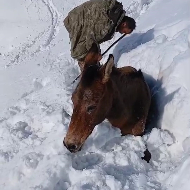 Dağda karda mahsur kalan katırlar kurtarıldı