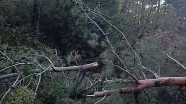 Buldan'da fırtınadan devrilen ağaçlar yolu kapattı