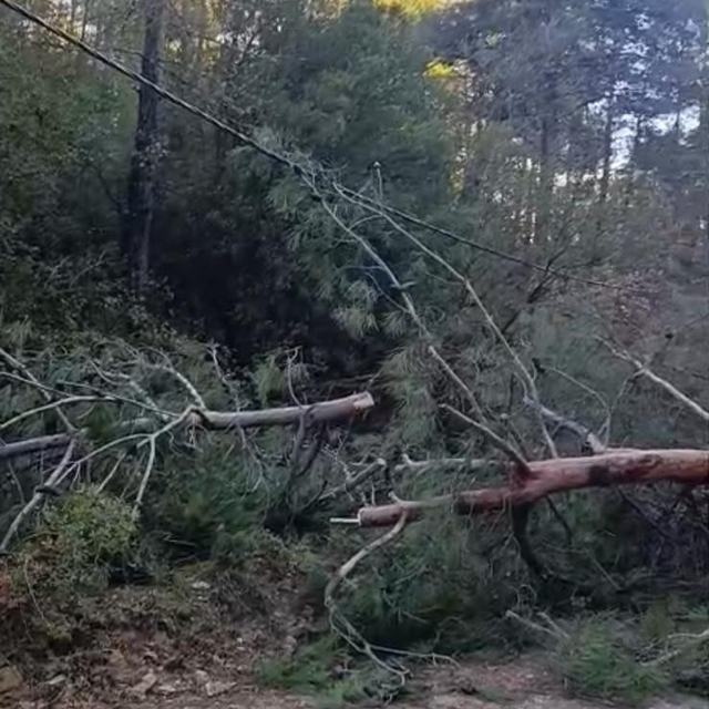 Buldan'da fırtınadan devrilen ağaçlar yolu kapattı