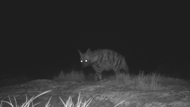 Hatay'da çizgili sırtlan ve dağ ceylanı fotokapanla görüntülendi
