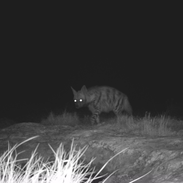Hatay'da çizgili sırtlan ve dağ ceylanı fotokapanla görüntülendi